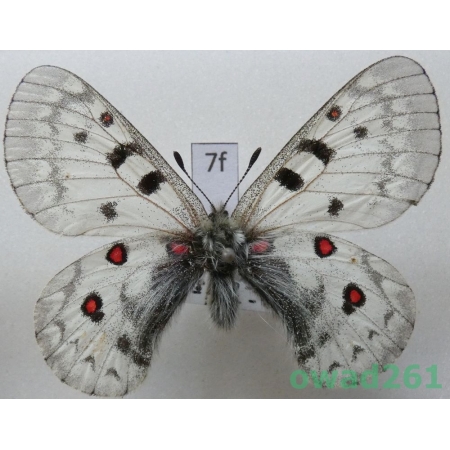 Parnassius jacquemonti subsp. pamira Bang-Haas, 1927 Tajikistan7f